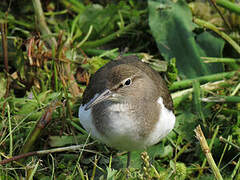 Common Sandpiper