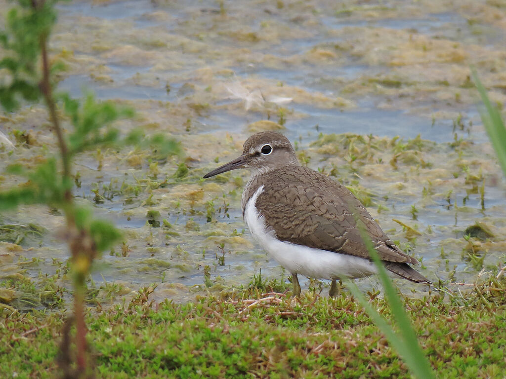 Common Sandpiper