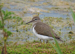 Common Sandpiper