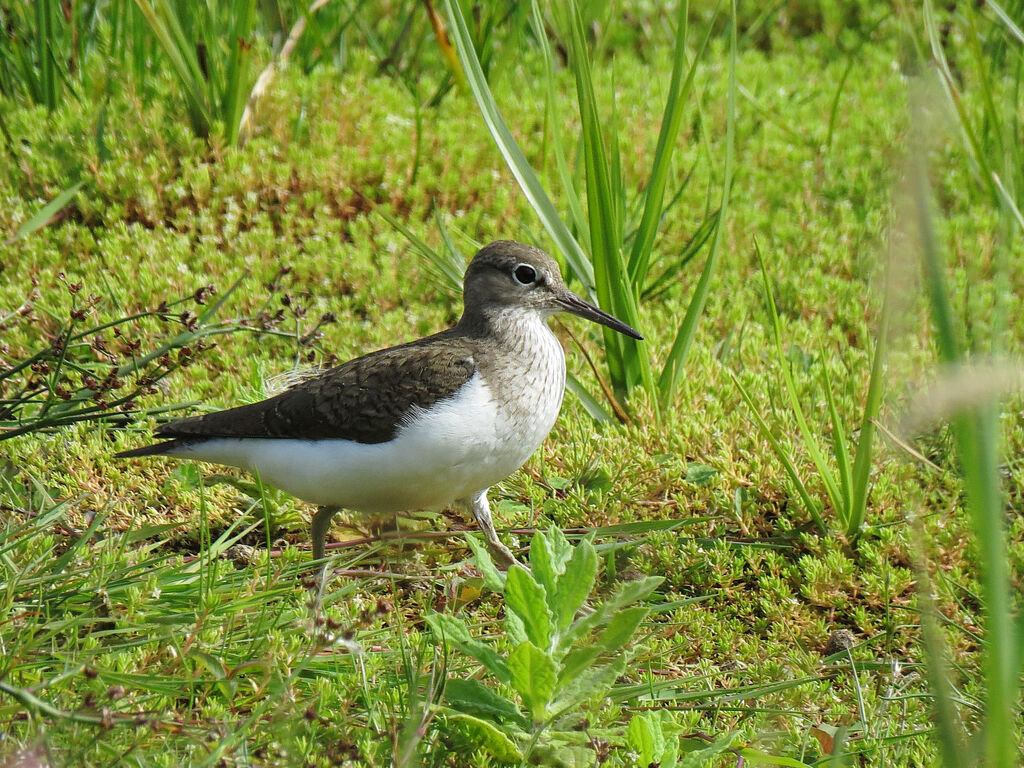 Common Sandpiper