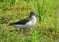 Common Sandpiper