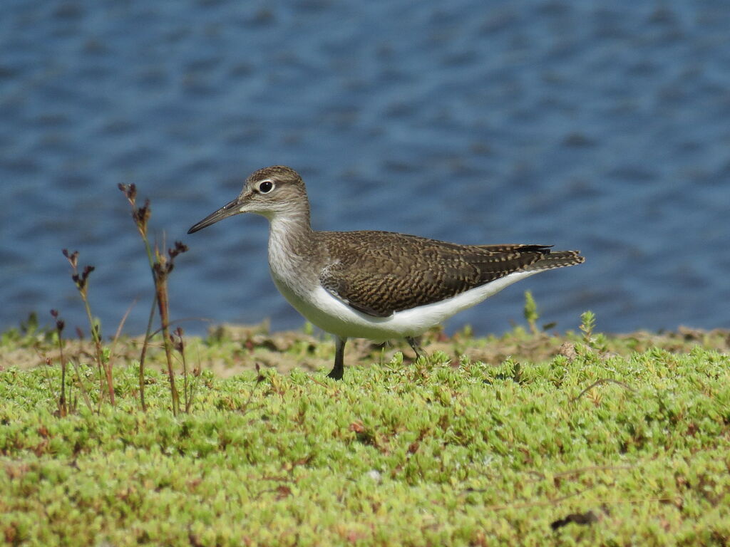 Common Sandpiper