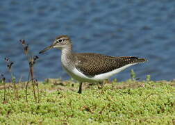 Common Sandpiper