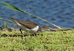 Common Sandpiper