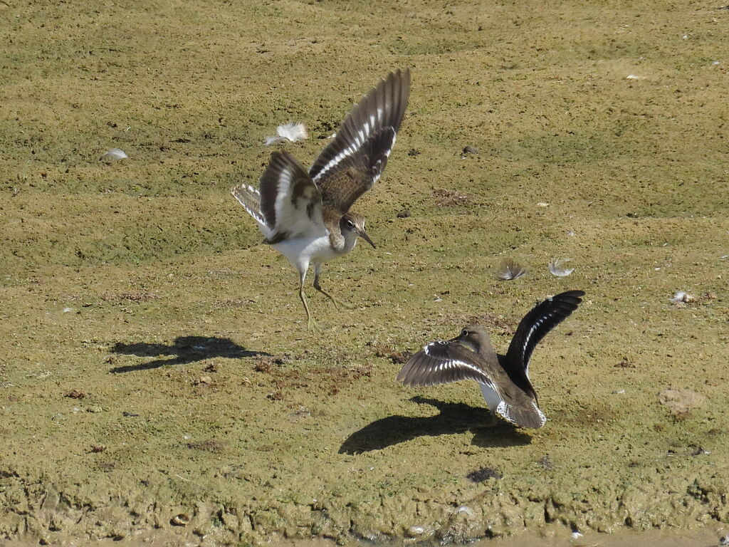 Common Sandpiper