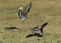 Common Sandpiper