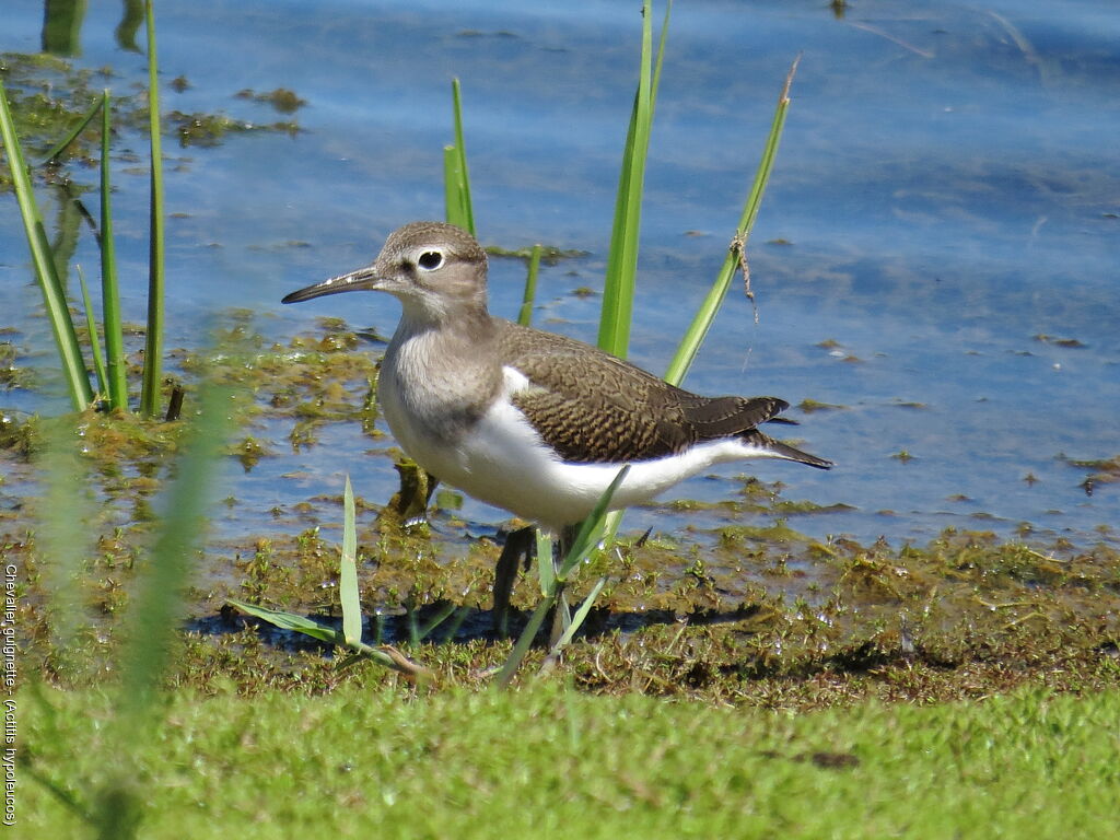 Common Sandpiper