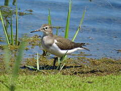 Common Sandpiper