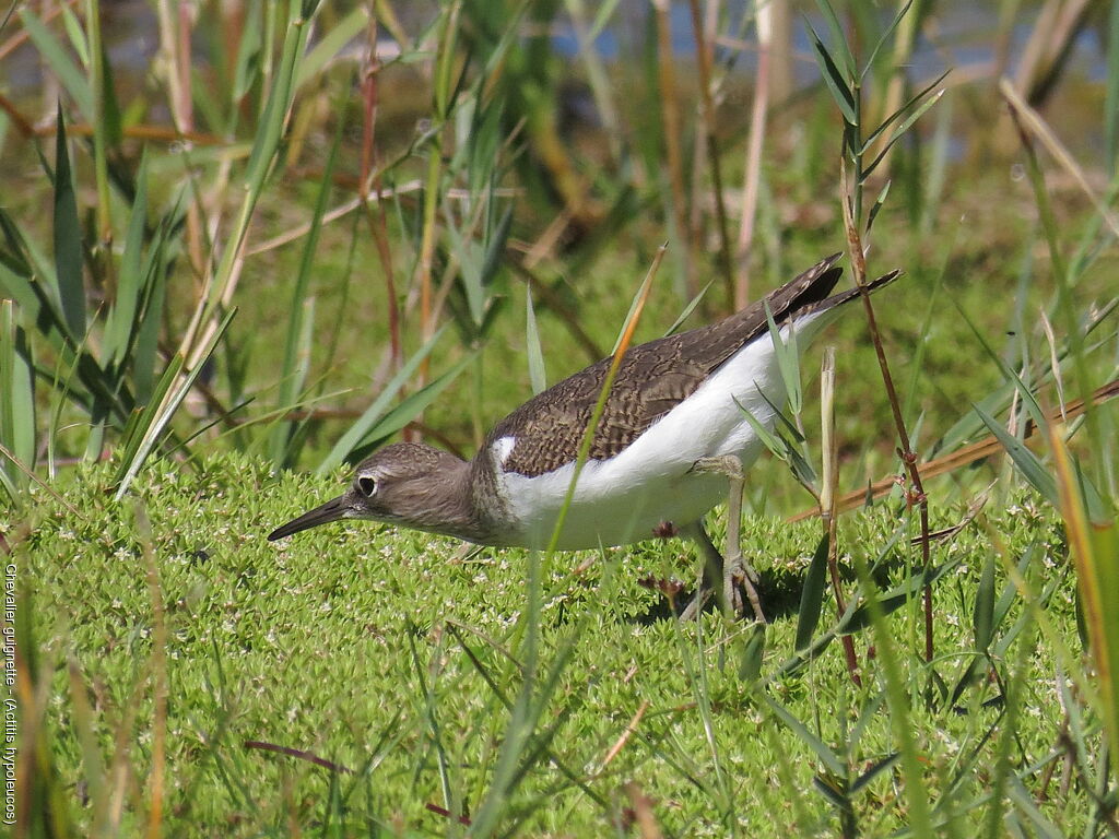 Common Sandpiper