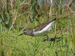 Common Sandpiper