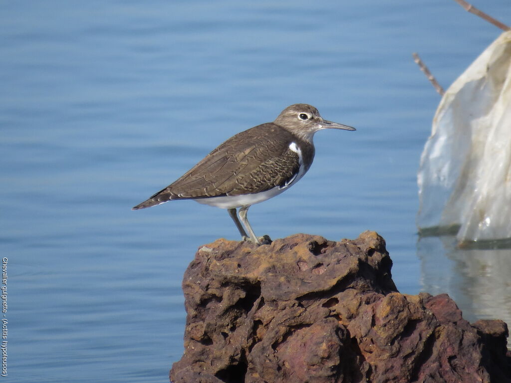 Common Sandpiper