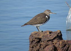 Common Sandpiper