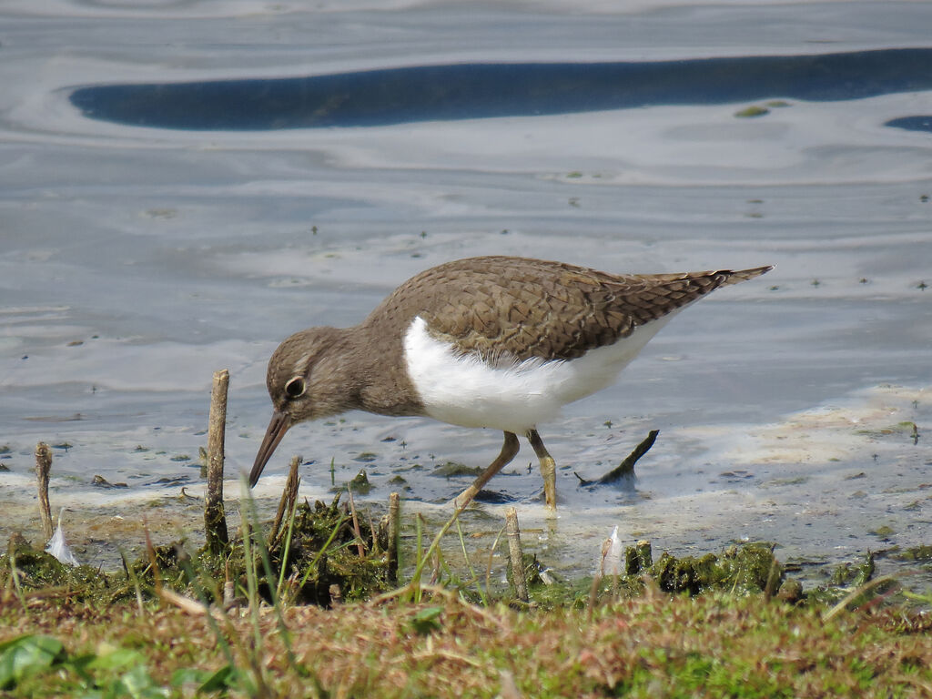 Common Sandpiper