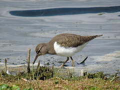 Common Sandpiper