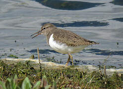 Common Sandpiper