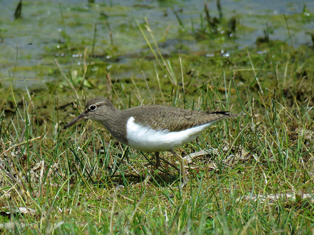 Common Sandpiper