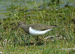 Common Sandpiper