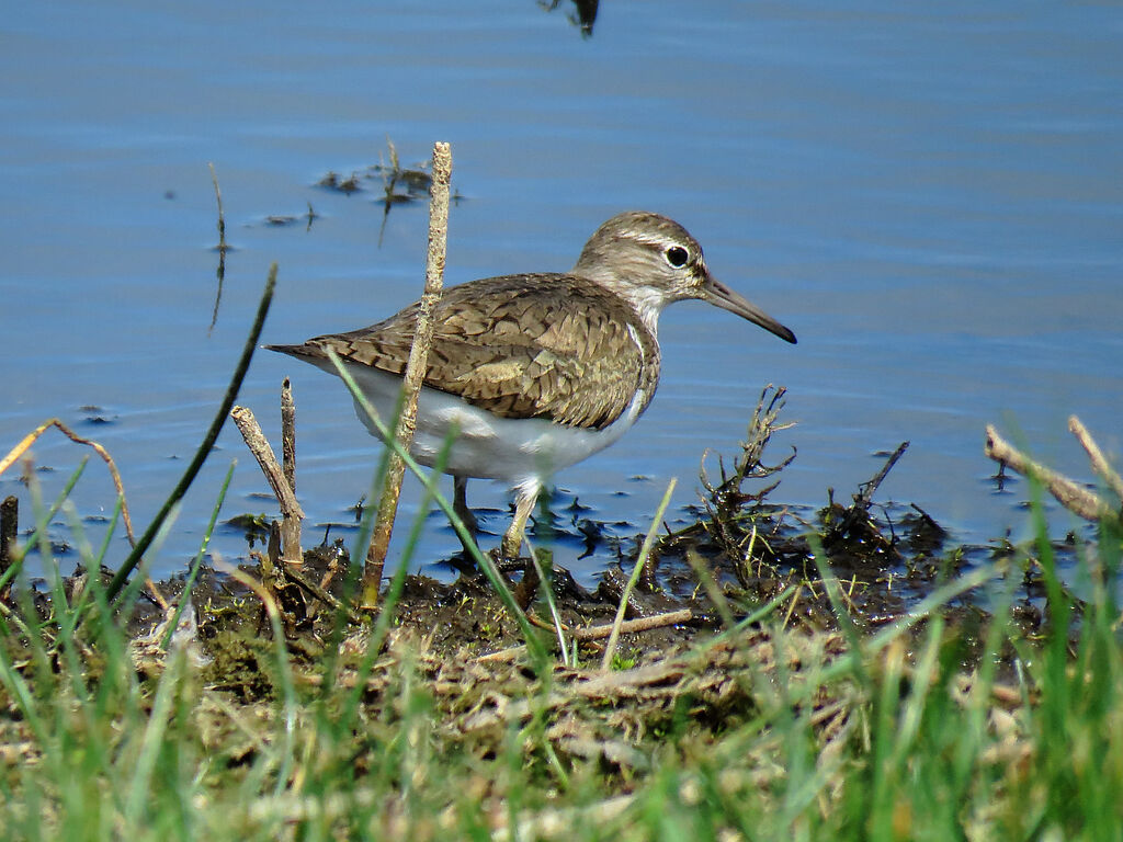 Common Sandpiper