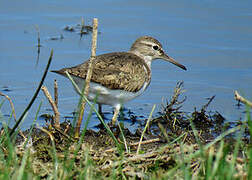 Common Sandpiper