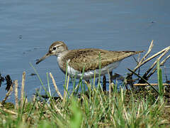 Common Sandpiper