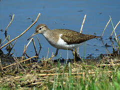 Common Sandpiper