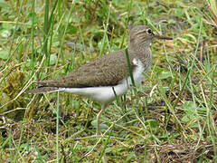 Common Sandpiper