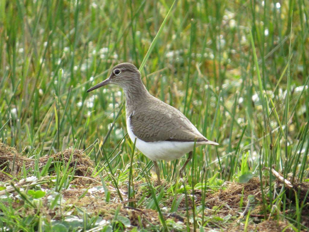 Common Sandpiper