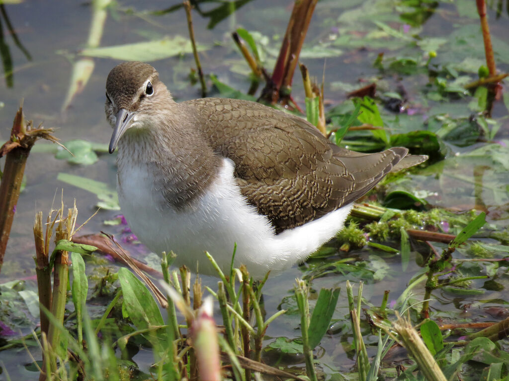 Common Sandpiper