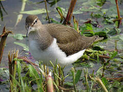 Common Sandpiper