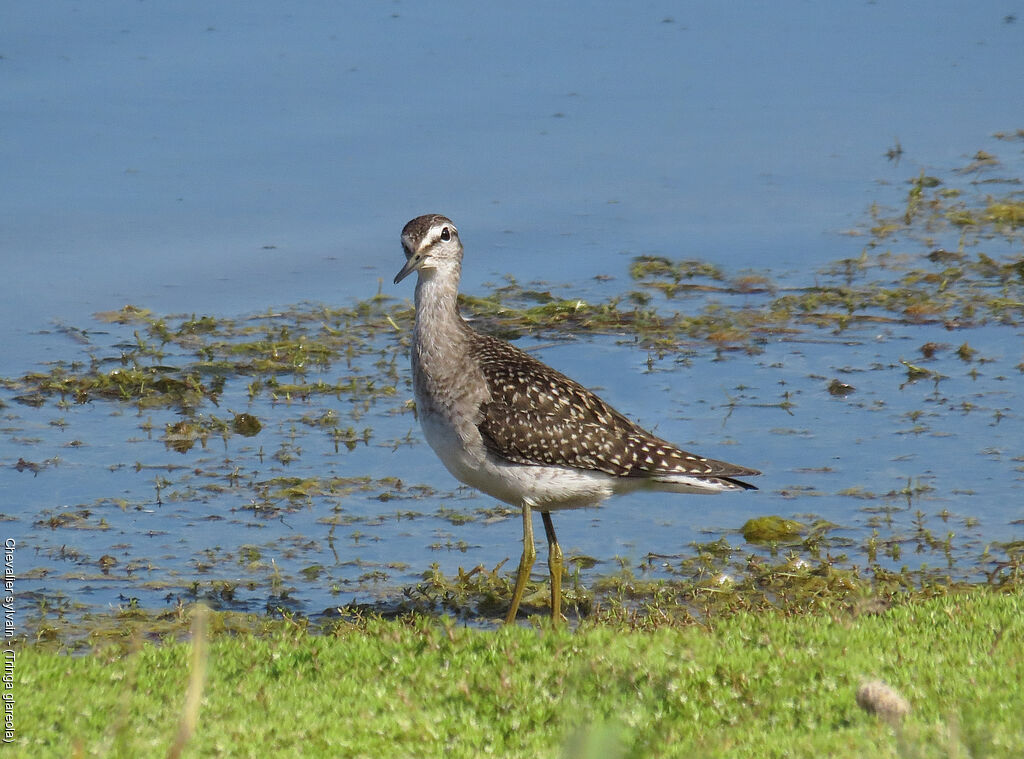 Wood Sandpiper