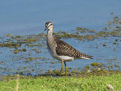 Wood Sandpiper