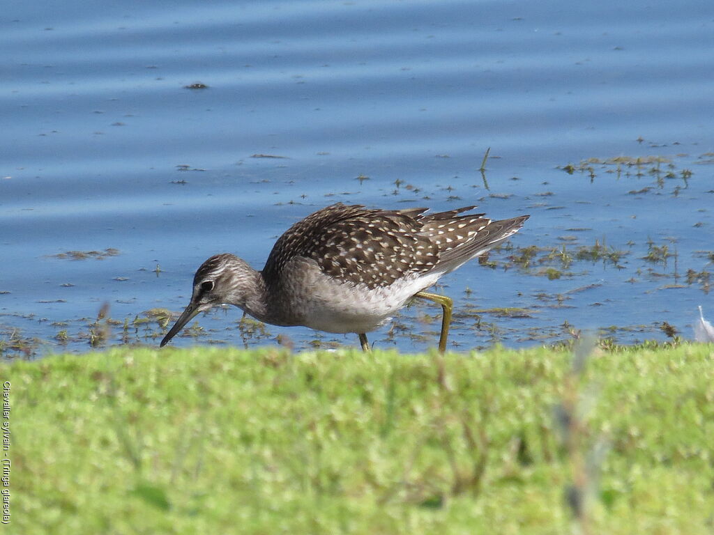 Wood Sandpiper