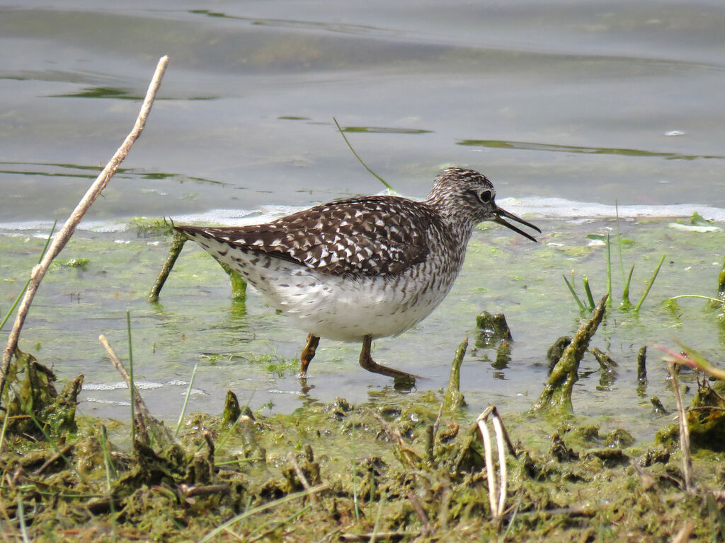 Wood Sandpiper