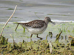 Wood Sandpiper