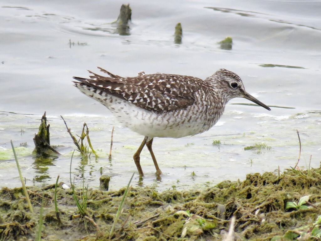 Wood Sandpiper