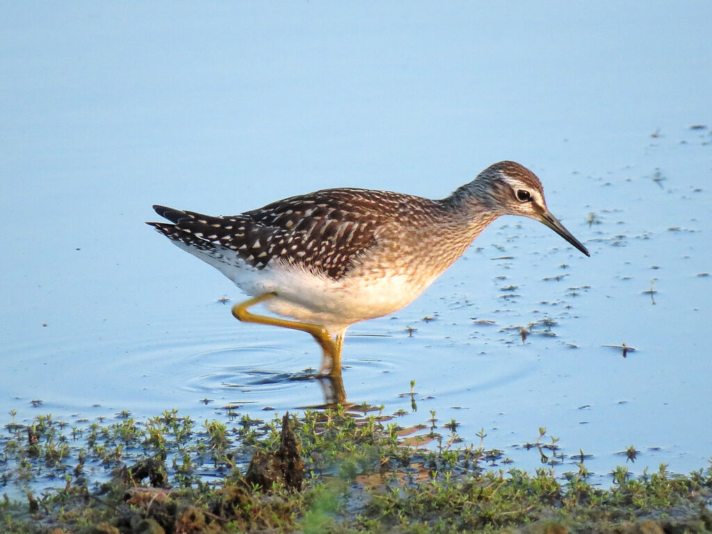 Wood Sandpiper