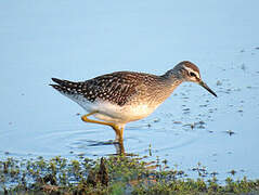 Wood Sandpiper