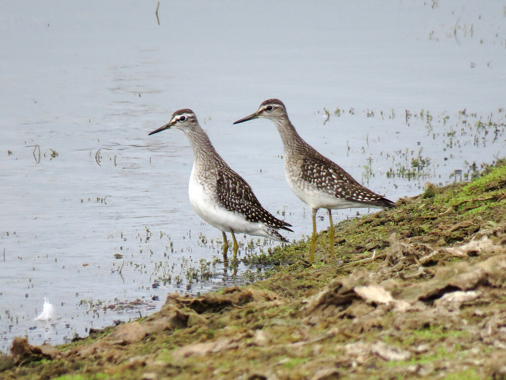 Wood Sandpiper