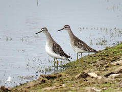 Wood Sandpiper