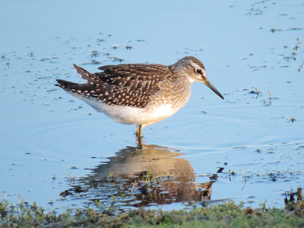 Wood Sandpiper