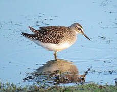 Wood Sandpiper