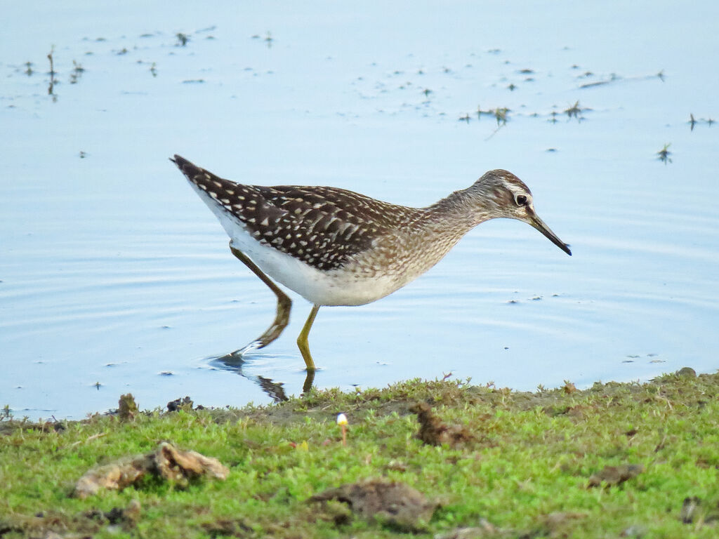 Wood Sandpiper