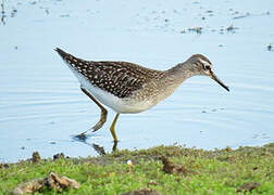 Wood Sandpiper