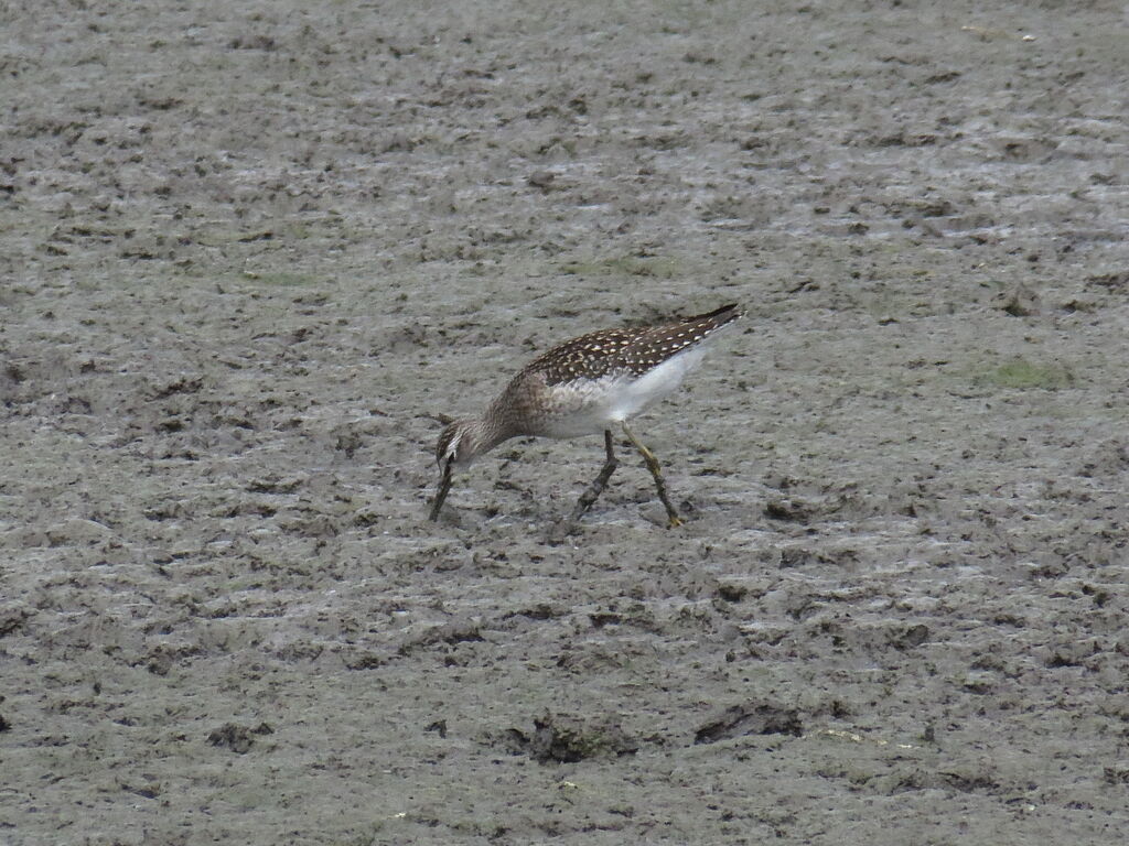 Wood Sandpiper