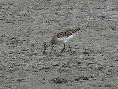 Wood Sandpiper