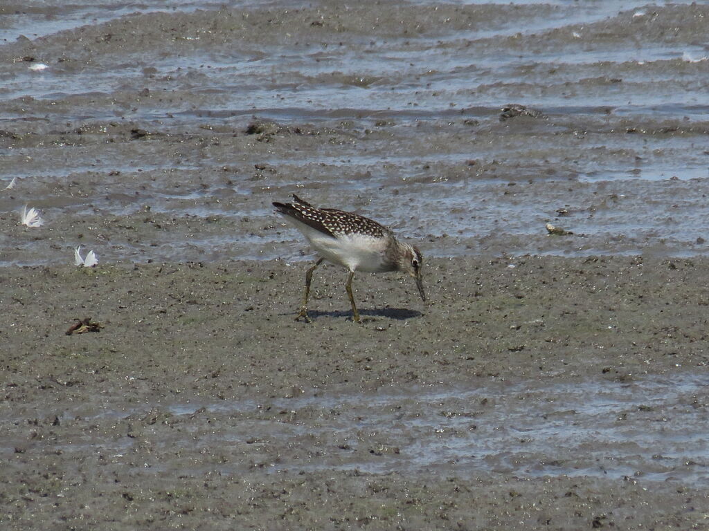 Wood Sandpiper