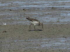 Wood Sandpiper