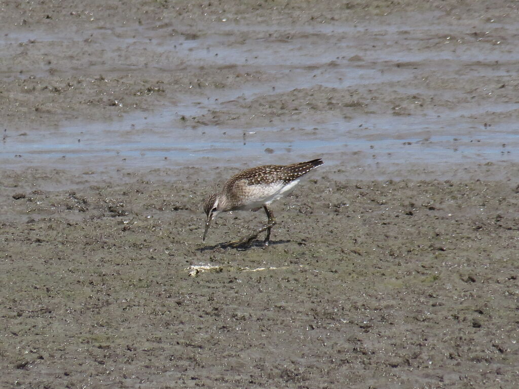 Wood Sandpiper