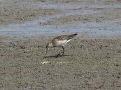 Wood Sandpiper