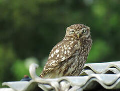 Little Owl